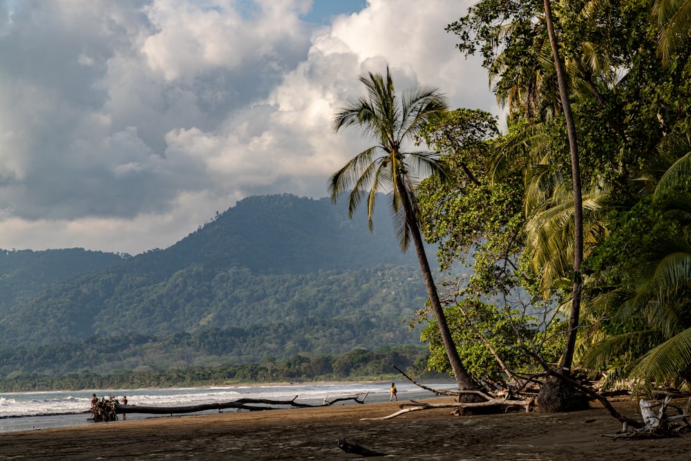 a beach with palm trees and mountains in the background