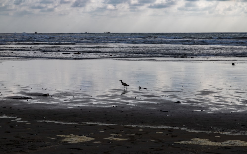 a couple of birds standing on top of a sandy beach