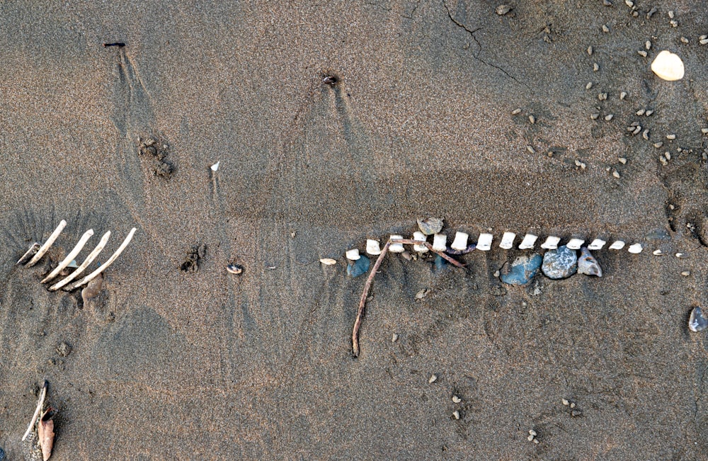 a skeleton of a fish on a beach