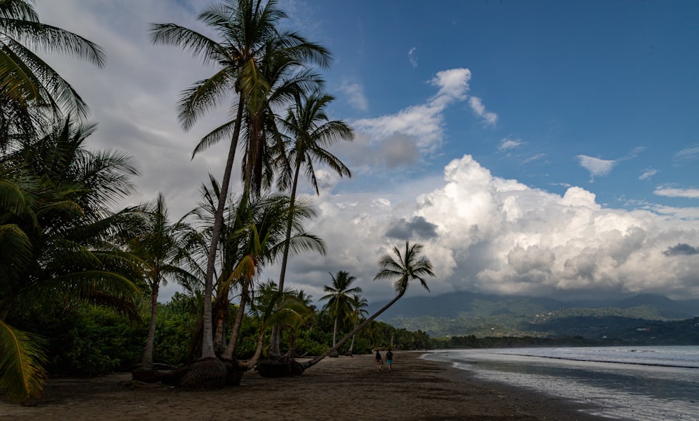 a beach with palm trees and people walking on it