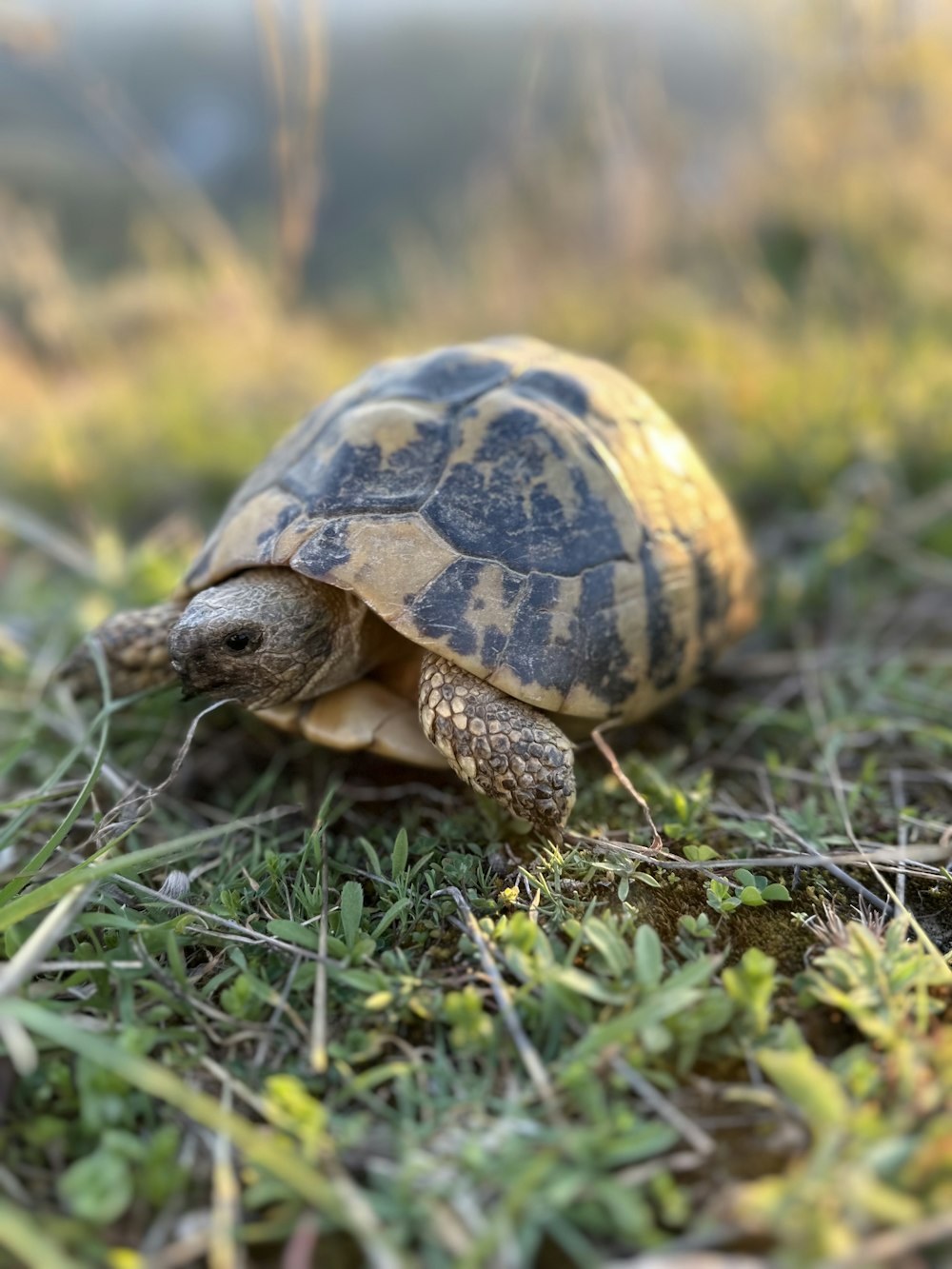 a small turtle is walking through the grass