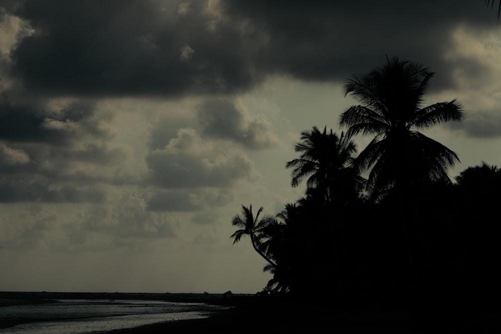 a black and white photo of a beach with palm trees