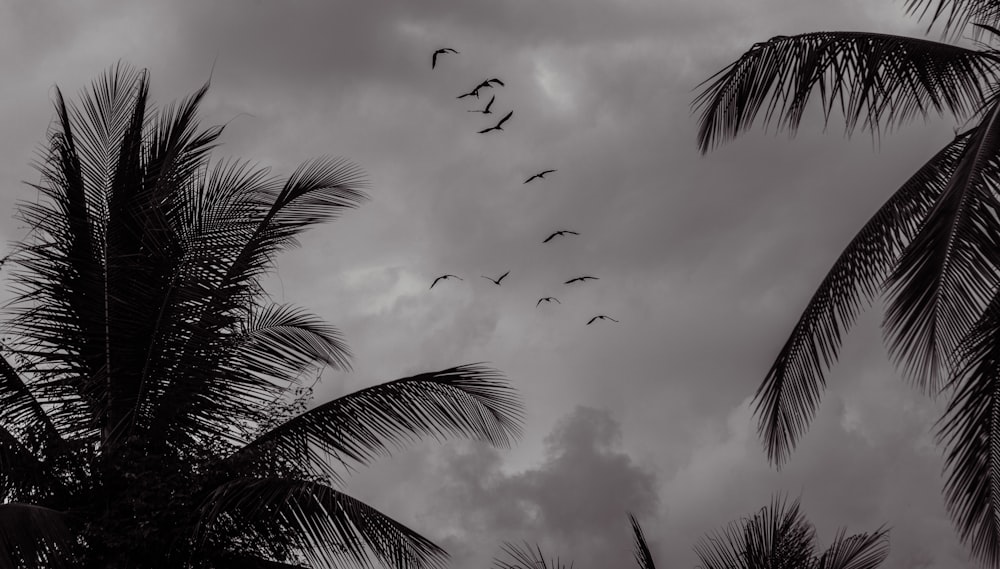 une volée d’oiseaux volant dans un ciel nuageux