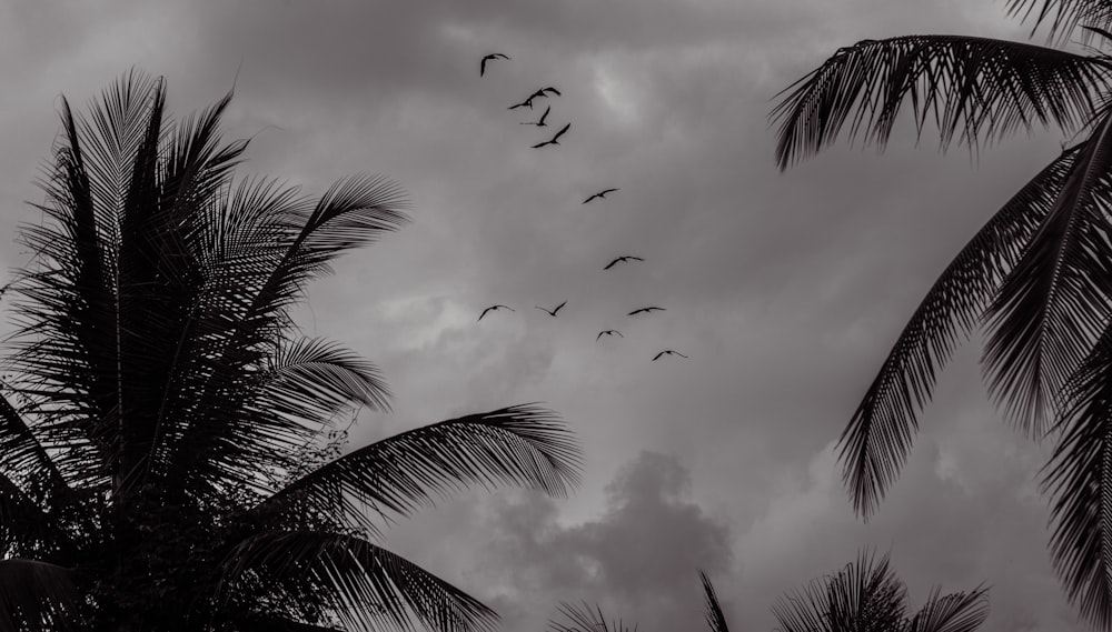 a flock of birds flying through a cloudy sky