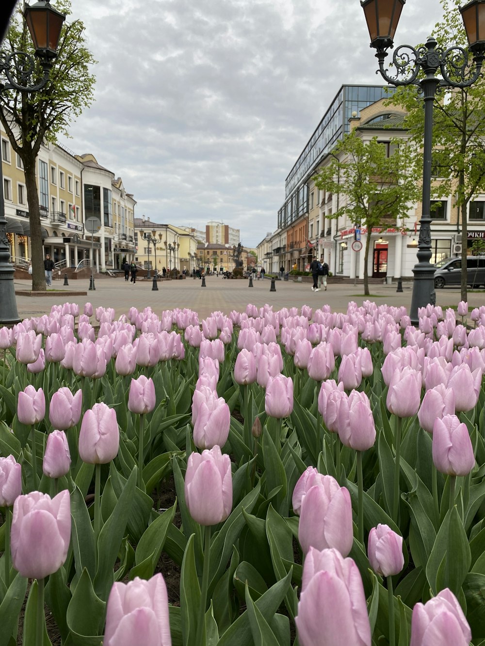 a field of pink tulips in a city square