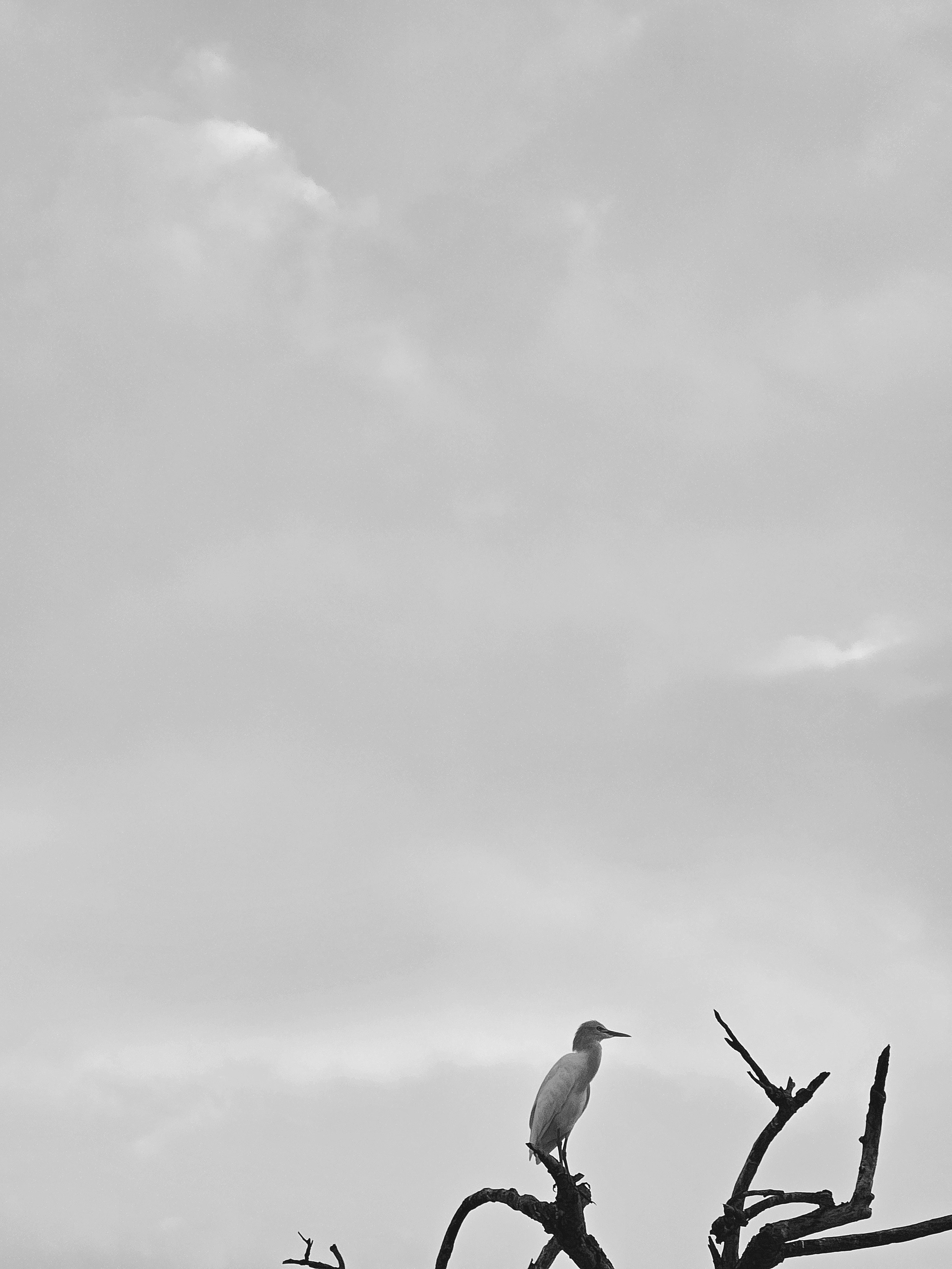 Photo by syed_saud_uddin