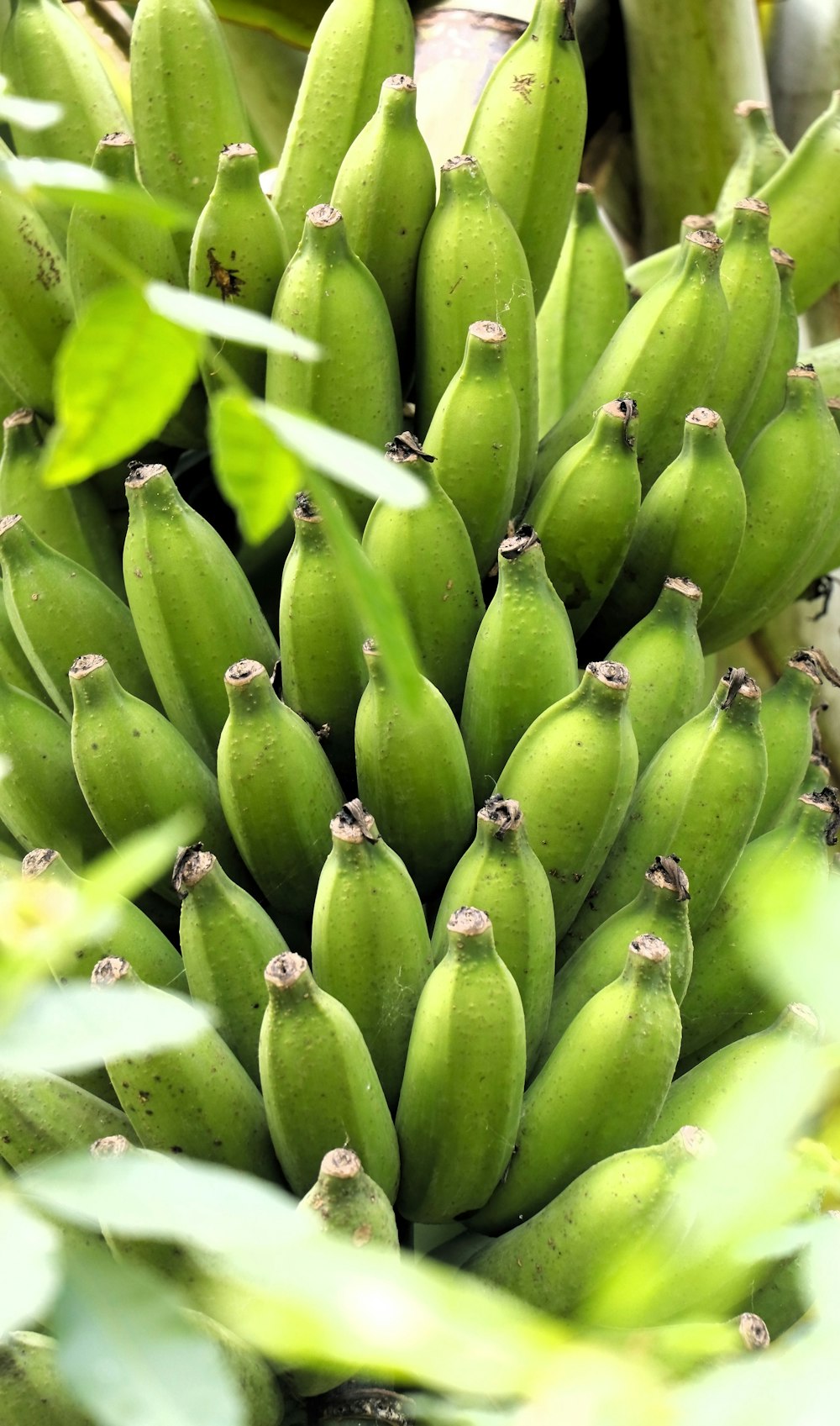 un racimo de plátanos verdes colgando de un árbol