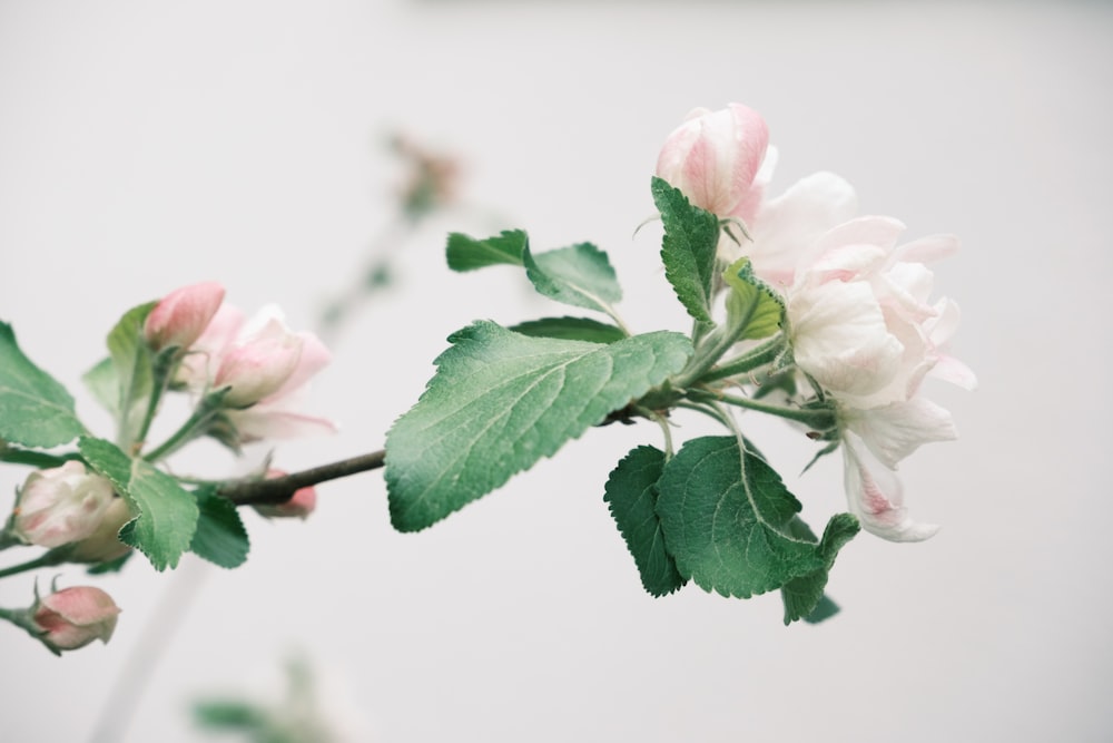 a branch with pink and white flowers on it