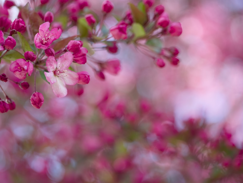 a close up of pink flowers on a tree