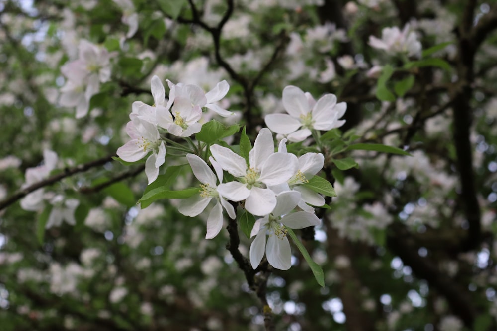 a close up of a tree with white flowers