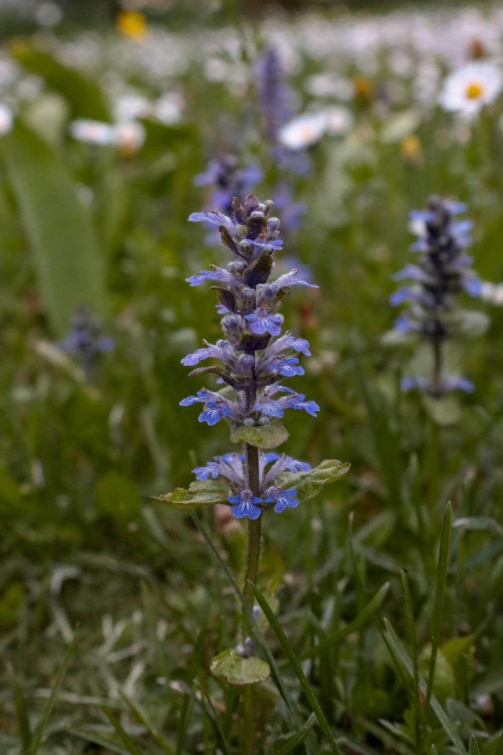 a bunch of blue flowers that are in the grass