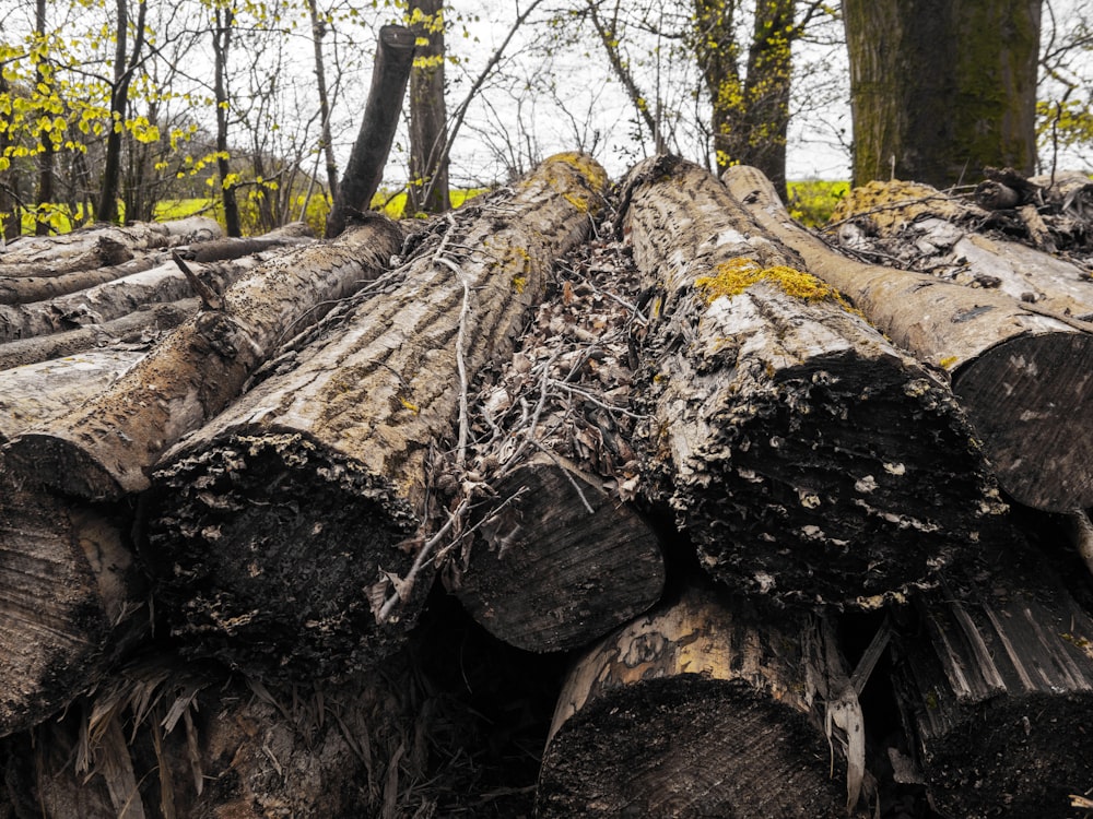 a pile of logs sitting in the middle of a forest