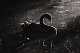 a black swan floating on top of a body of water