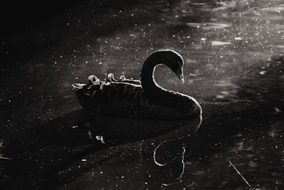 a black swan floating on top of a body of water