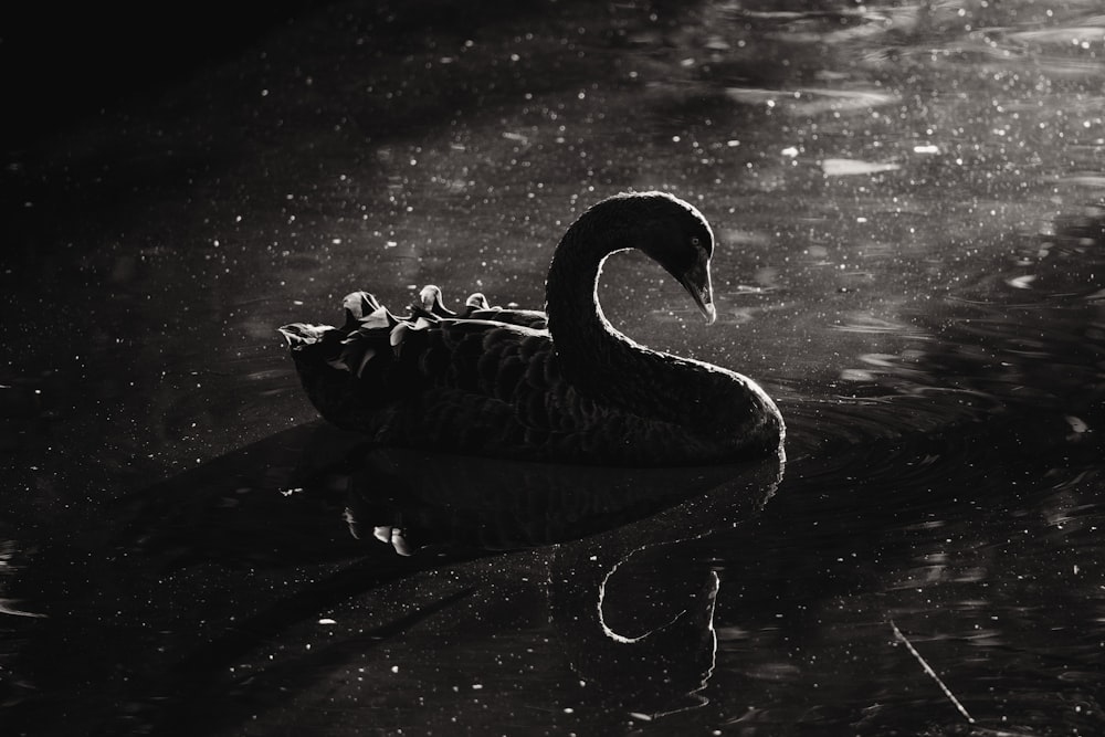 a black swan floating on top of a body of water