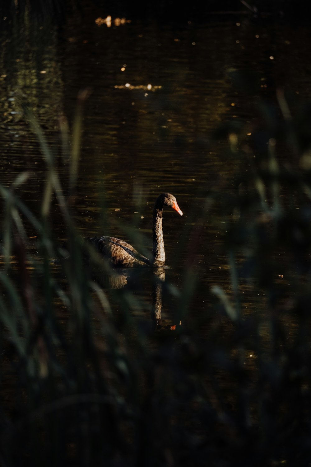 a couple of ducks floating on top of a lake