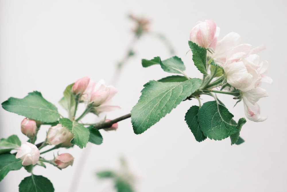 a branch with pink and white flowers and green leaves