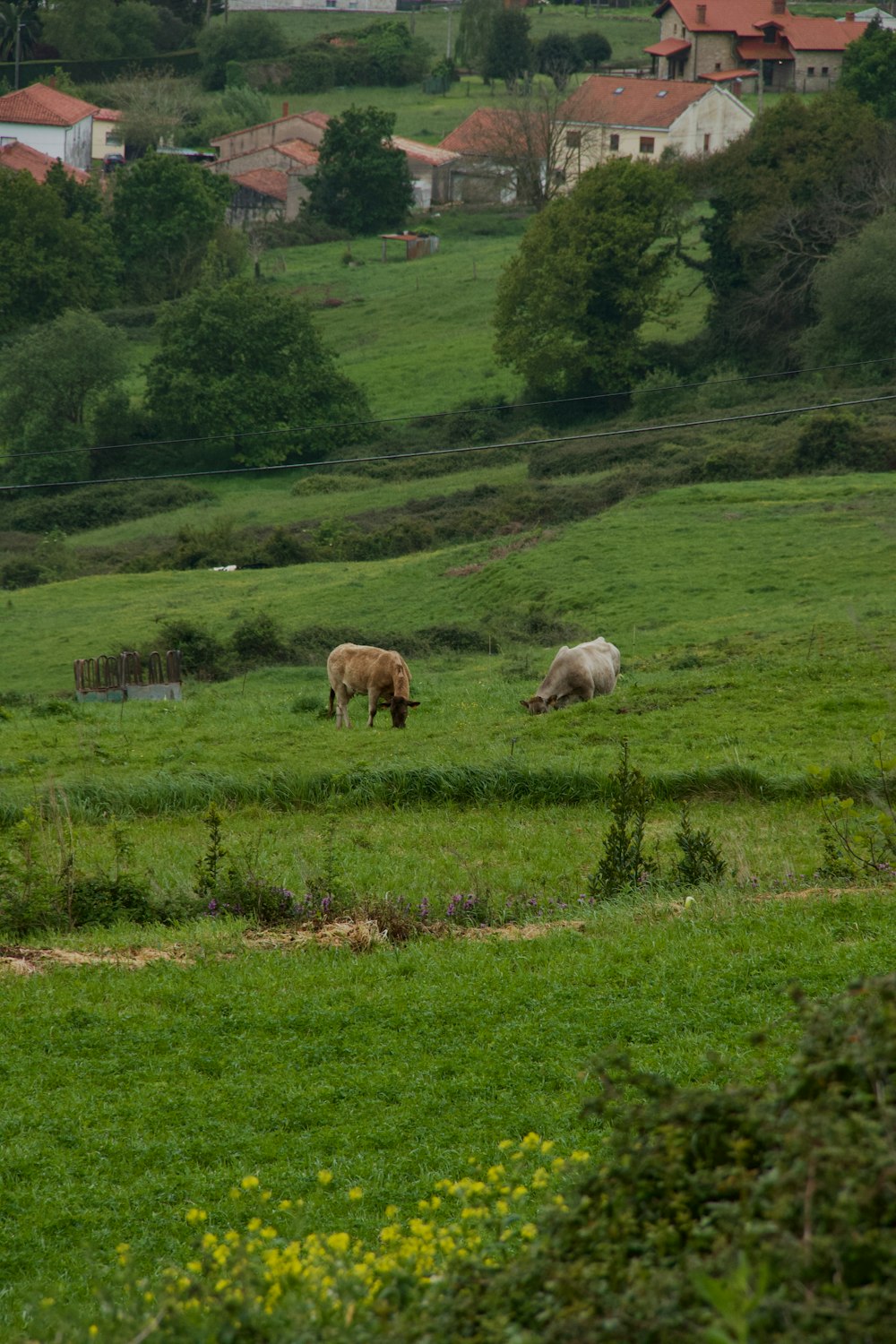 a couple of cows are grazing in a field