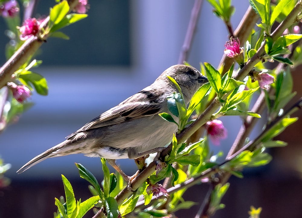 a small bird perched on a branch of a tree