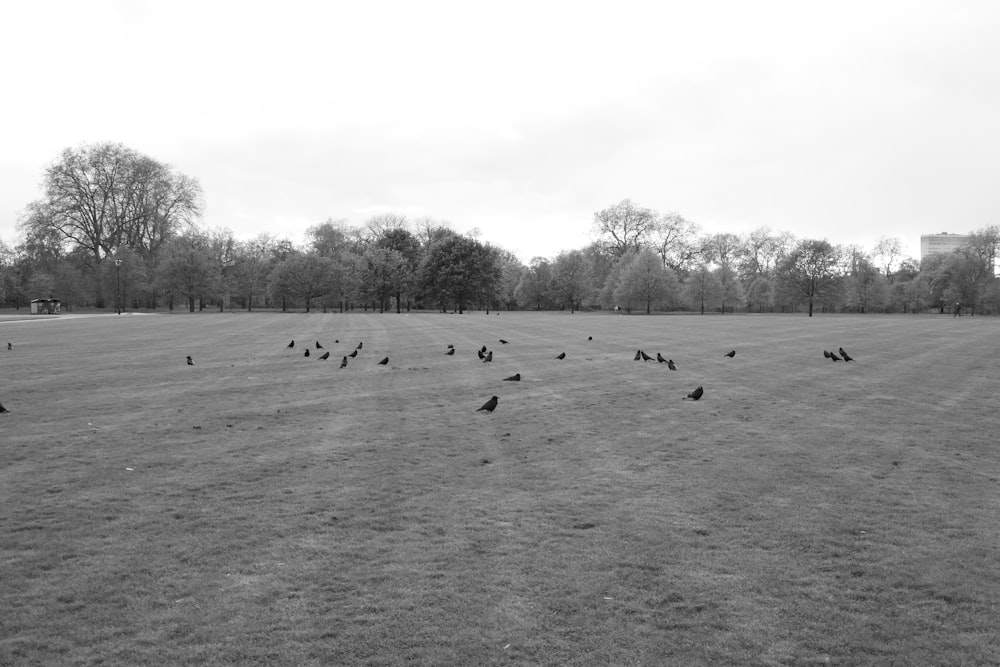 a black and white photo of birds in a field