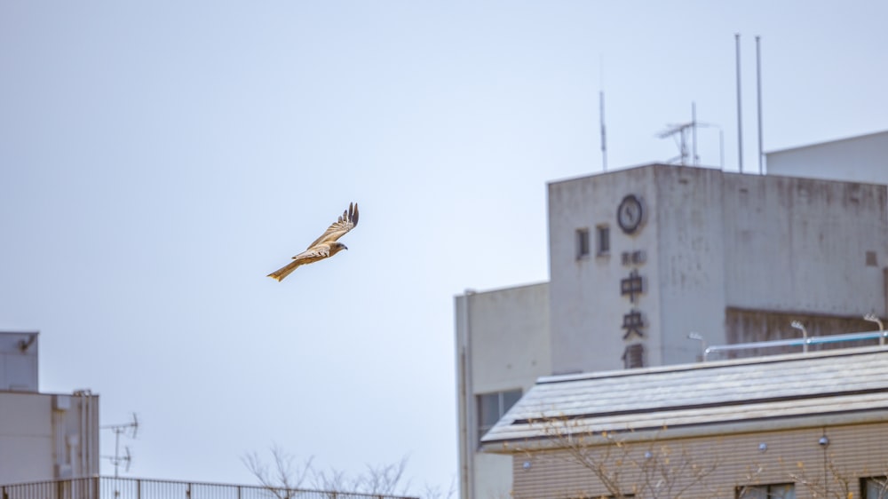 a bird flying in the air over a building