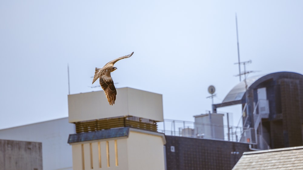 a bird flying over a building with a sky background