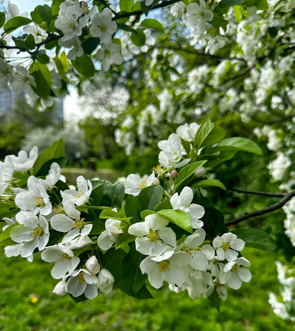 木に咲く花の束