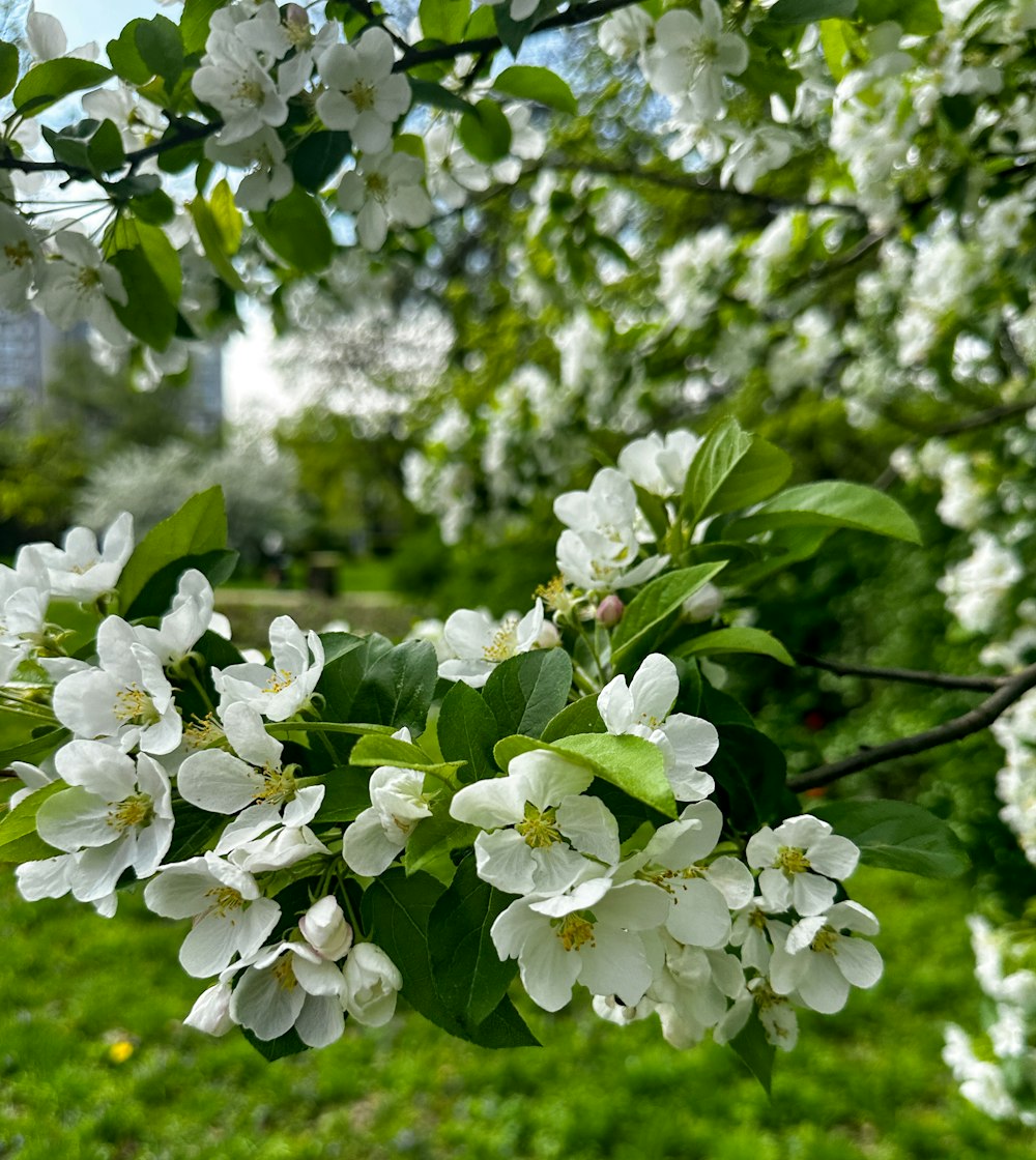 a bunch of flowers that are on a tree