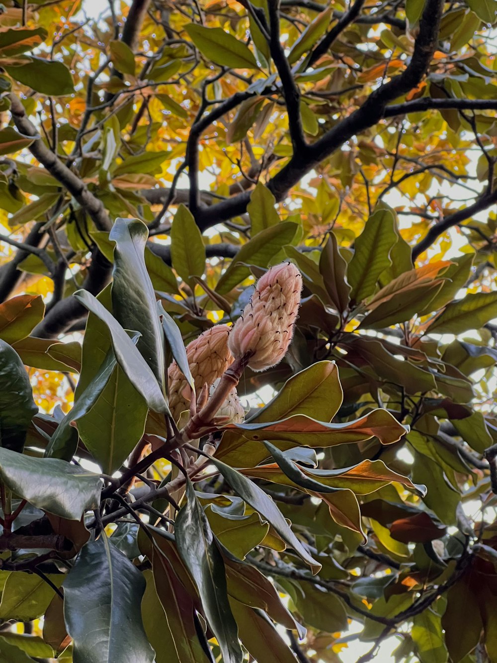 a bird sitting on top of a tree branch