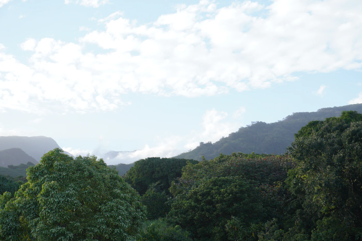 Hawaii rainforest scenery for a family volcano vacation with kids - Photo from Unsplash
