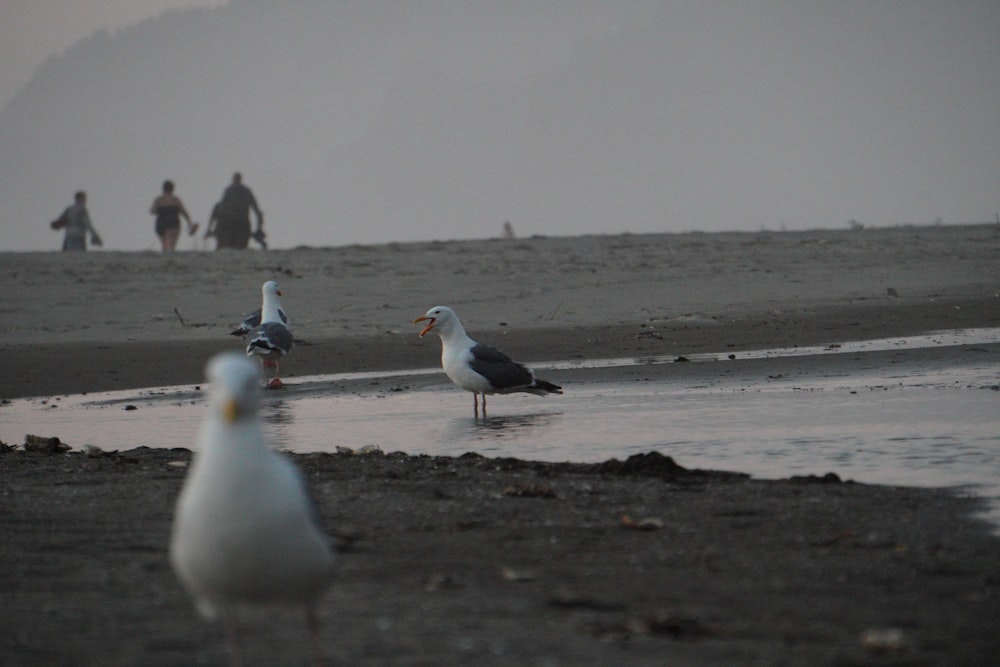 a group of seagulls standing on top of a beach