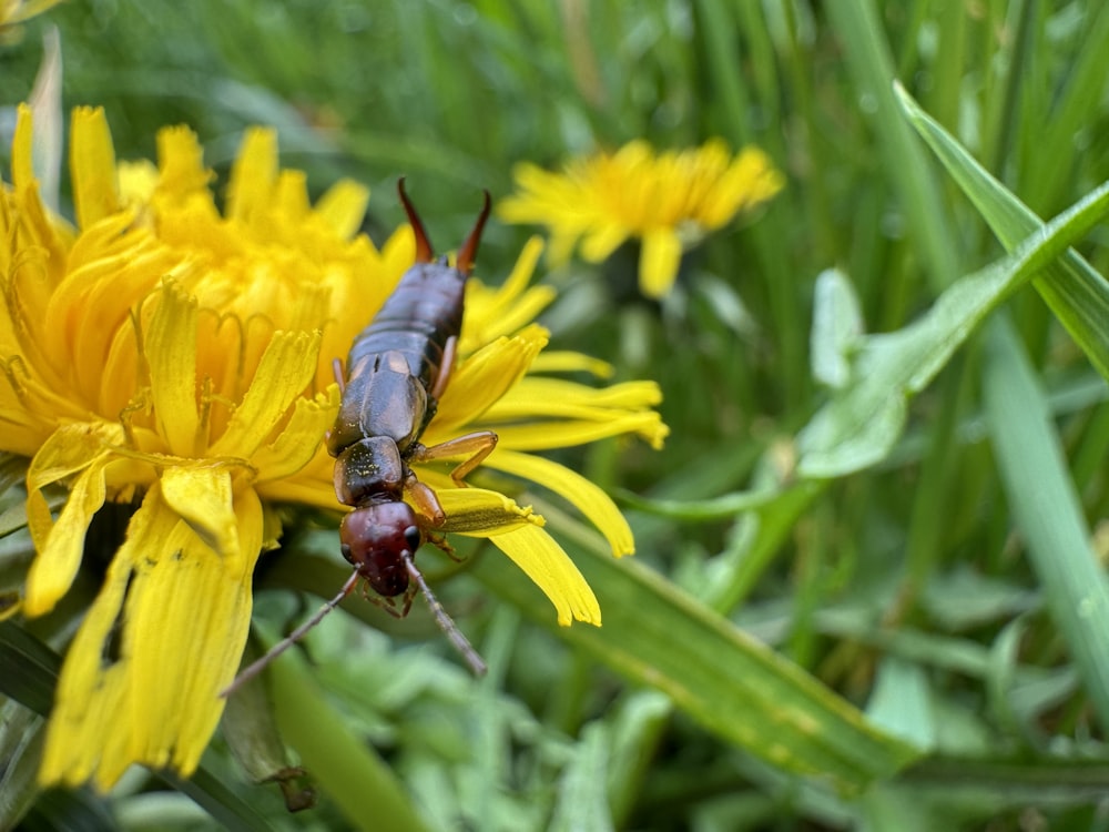 a bug sitting on top of a yellow flower