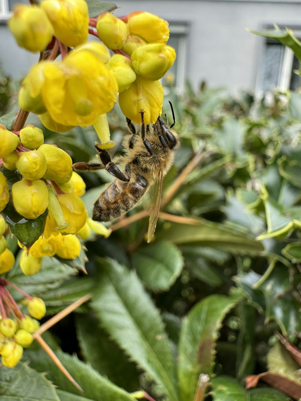 a honeybee on a yellow flower in a garden