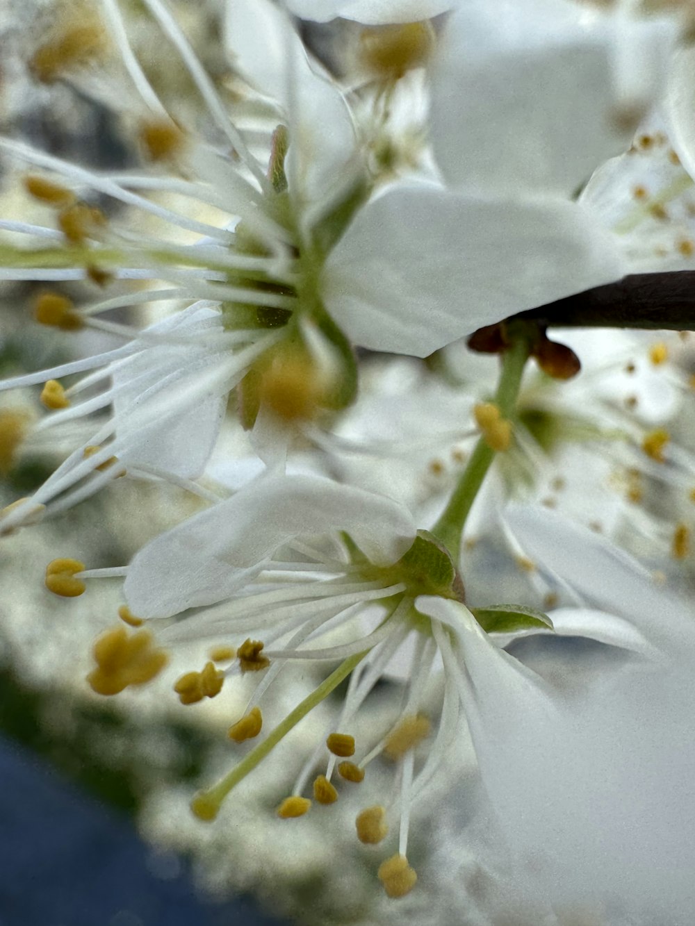 a close up of a white flower on a tree