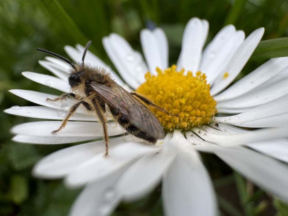 a close up of a bee on a flower