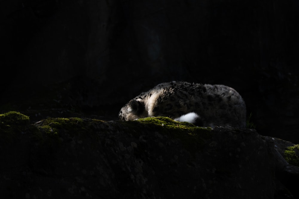 a snow leopard laying on a moss covered rock