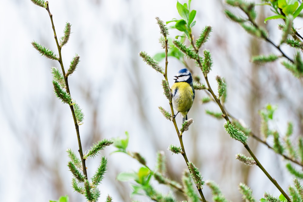  a small bird perched on top of a tree branch