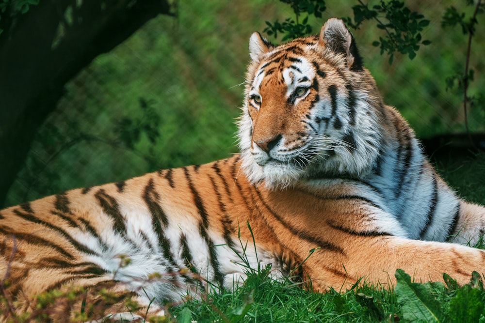 a tiger laying down in the grass near a tree