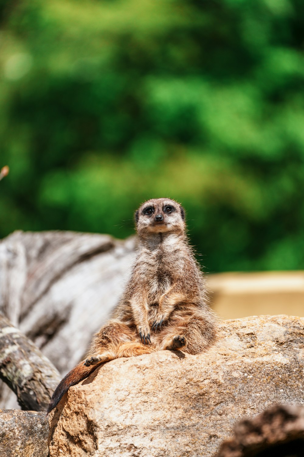 a small meerkat sitting on a rock