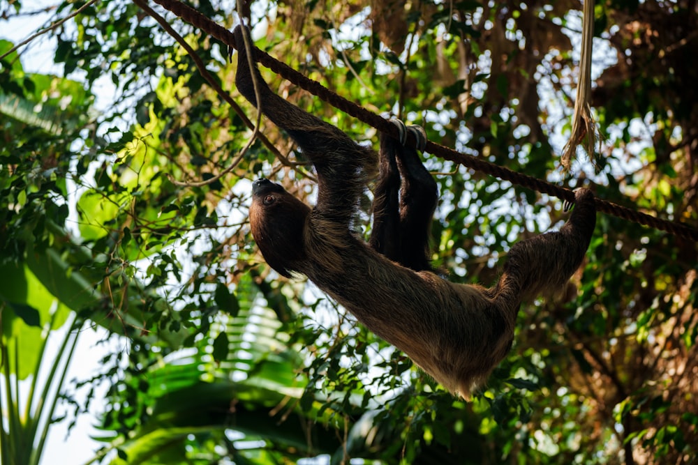 a sloth hanging upside down in a tree