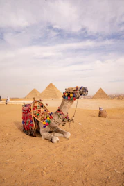 a camel sitting in the middle of a desert