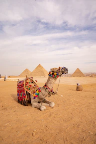 a camel sitting in the middle of a desert
