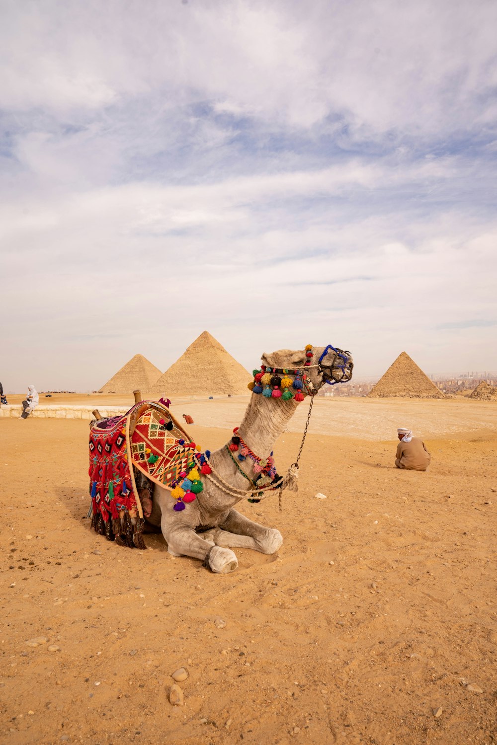 a camel sitting in the middle of a desert