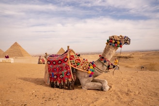 a camel sitting in the desert with pyramids in the background