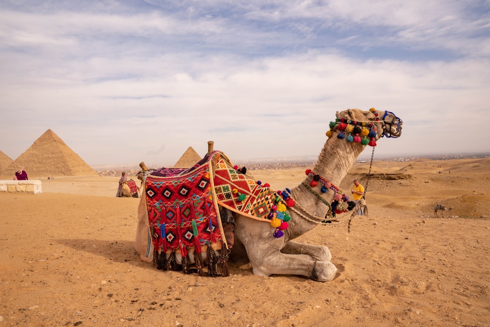 a camel sitting in the desert with pyramids in the background