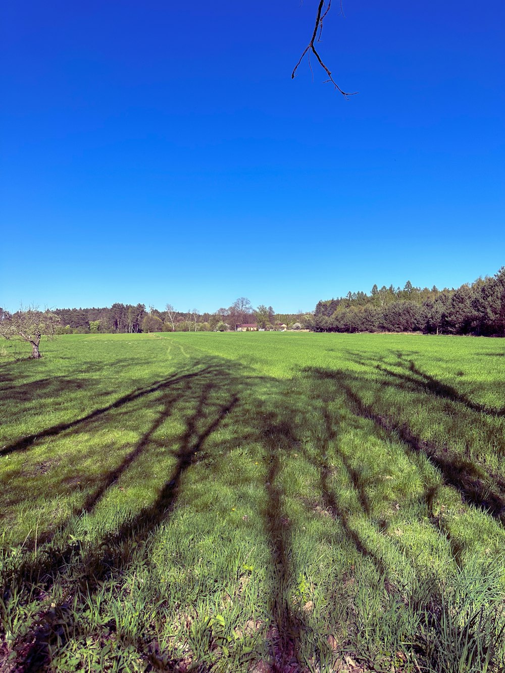 a grassy field with trees and a blue sky