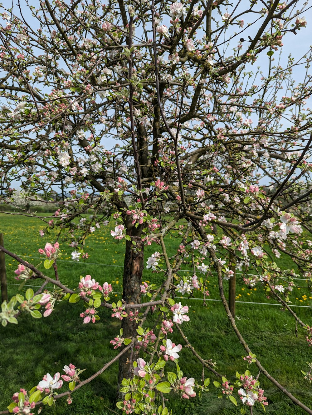 a tree with pink flowers in a grassy field