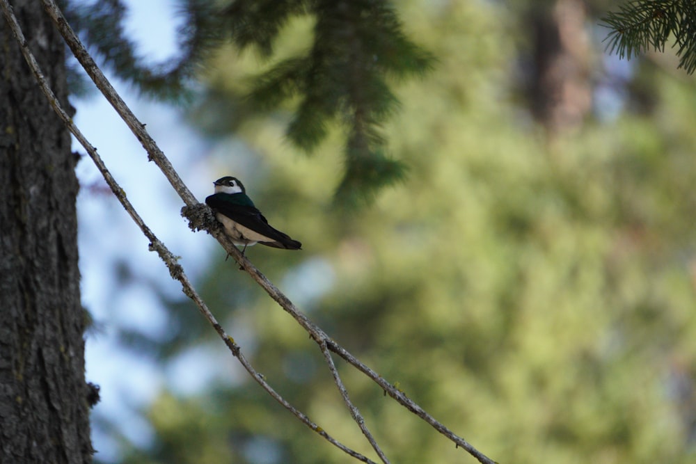 a small bird perched on a tree branch