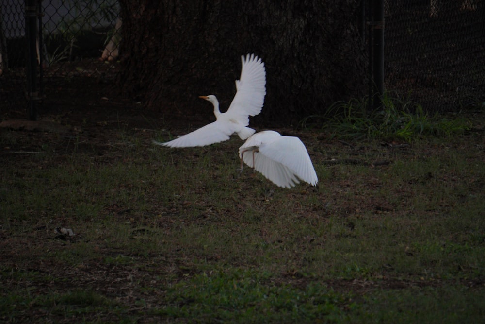 a couple of white birds flying over a lush green field