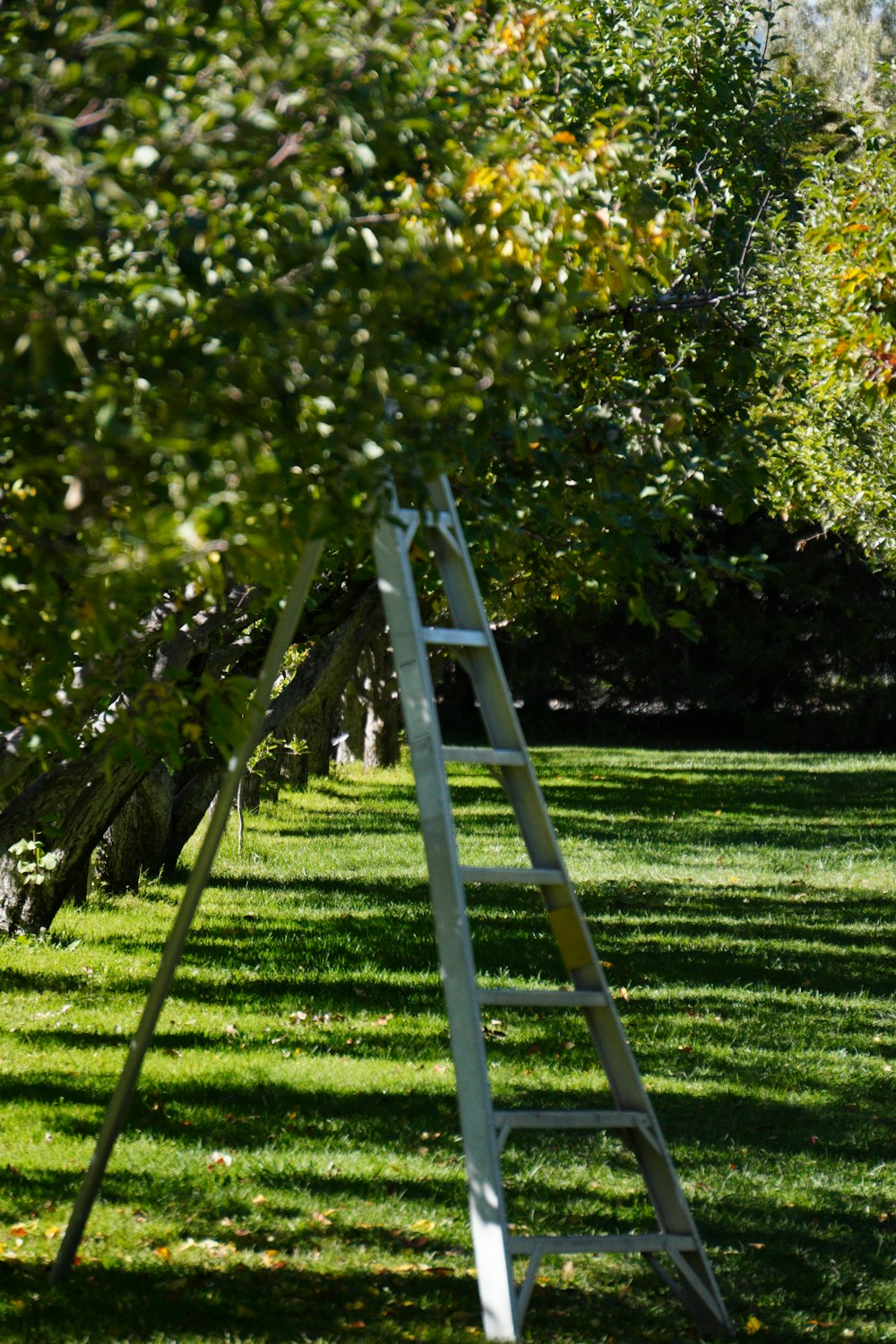 a ladder leaning against a tree in a field